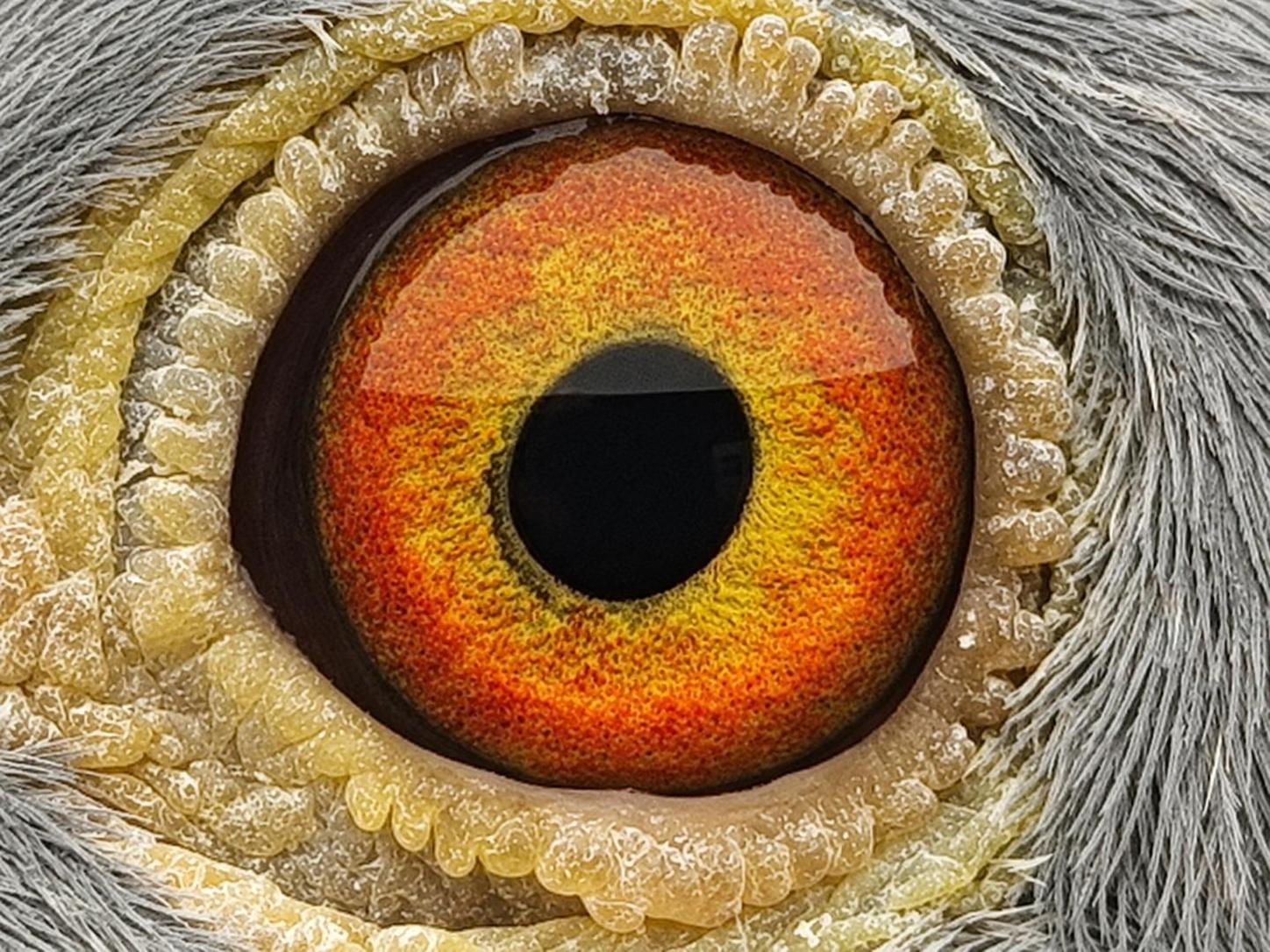 Pigeon eye